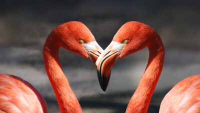 frases bonitas de san valentín